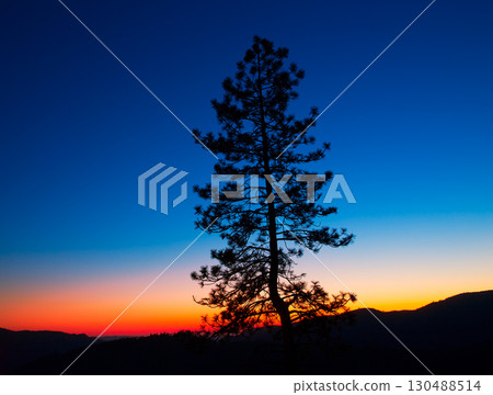 Sunset in Yosemite National Park with tree silhouettes 130488514