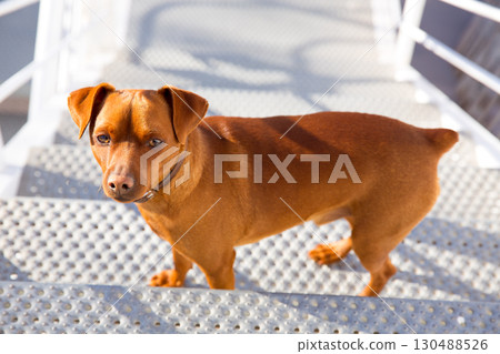 Brown dog climbing stais posing looking at camera 130488526
