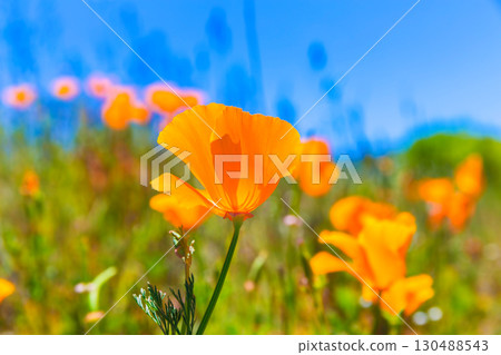 Poppies poppy flowers in orange at California spring fields Poppies poppy flowers in orange at California spring fields 130488543