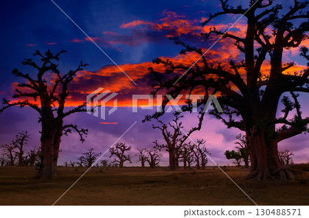 Africa sunset in Baobab trees colorful 130488571