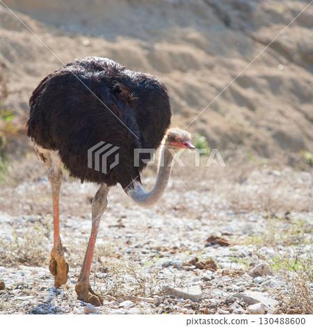 ostrich bird walking with head and neck down 130488600
