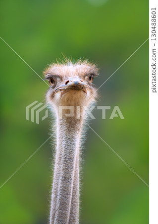 ostrich bird head and neck front portrait 130488601