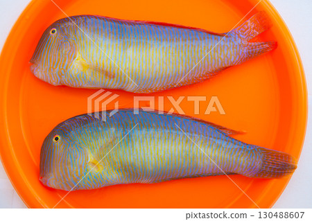 Fish Xyrichthys novacula also called Raor pearly razorfish 130488607