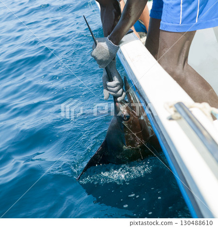 Sailfish catch billfish sportfishing holding bill 130488610