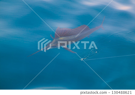 Sailfish sportfishing close to the boat with fishing line 130488621