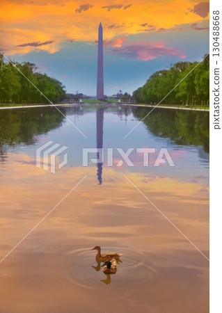 Washington Monument sunrise ducks and pool 130488668