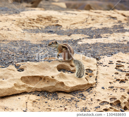 Fuerteventura squirrels at Canary Islands Fuerteventura squirrels at Canary Islands 130488693