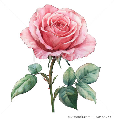 A beautiful pink rose in full bloom, showcasing delicate petals and vibrant green leaves. 130488733