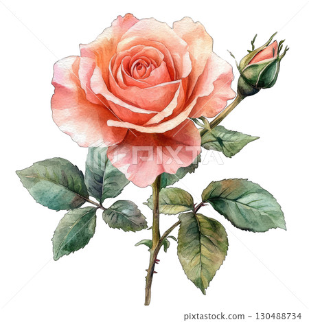 A beautiful pink rose with green leaves, symbolizing love and elegance. 130488734