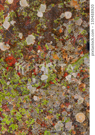 lichen moss in limestone rock texture in Spain lichen moss in limestone rock texture in Spain 130488920
