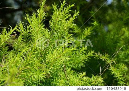 Melaleuca (Myrtaceae) Revolution Gold Melaleuca (Myrtaceae) Revolution Gold 130488946