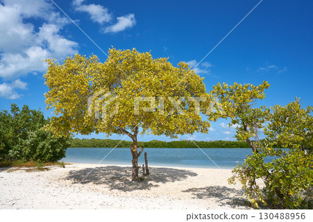 Holbox Island beach mangroove in Quintana Roo Holbox Island beach mangroove in Quintana Roo 130488956