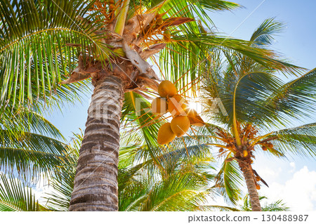 Tropical coconut palm trees in Caribbean Tropical coconut palm trees in Caribbean 130488987
