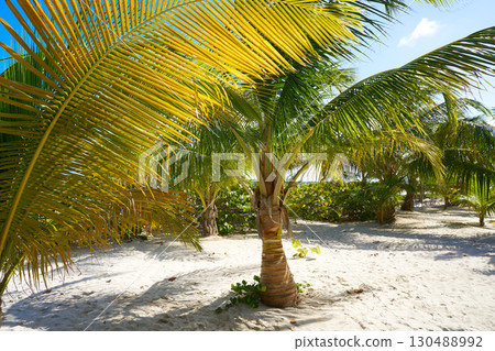 Mahahual Caribbean beach in Costa Maya Mahahual Caribbean beach in Costa Maya 130488992