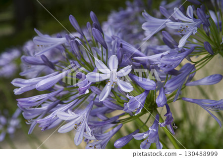 The flowers of agapanthus (purple prince orchid) are in bloom. The scientific name is Agapanthus. The flowers of agapanthus (purple prince orchid) are in bloom. The scientific name is Agapanthus. 130488999