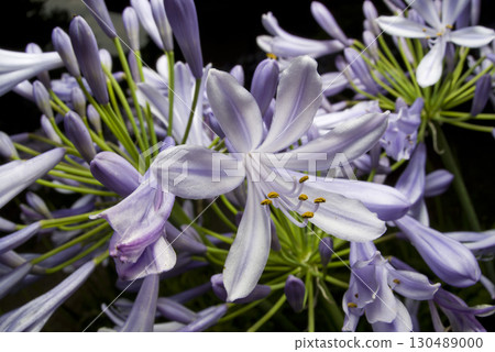 agapanthus(紫太子蘭)的花朵盛開。學名是Agapanthus。 agapanthus(紫太子蘭)的花朵盛開。學名是Agapanthus。 130489000