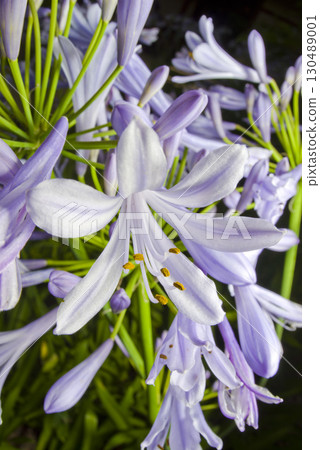 agapanthus（紫太子蘭）的花朵盛開。學名是Agapanthus。 130489001