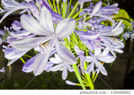 agapanthus(紫太子蘭)的花朵盛開。學名是Agapanthus。 agapanthus(紫太子蘭)的花朵盛開。學名是Agapanthus。 130489002