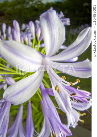 agapanthus（紫太子蘭）的花朵盛開。學名是Agapanthus。 130489003