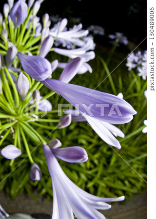 The flowers of agapanthus (purple prince orchid) are in bloom. The scientific name is Agapanthus. The flowers of agapanthus (purple prince orchid) are in bloom. The scientific name is Agapanthus. 130489006