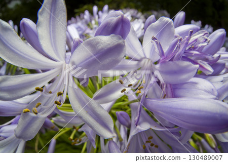 The flowers of agapanthus (purple prince orchid) are in bloom. The scientific name is Agapanthus. The flowers of agapanthus (purple prince orchid) are in bloom. The scientific name is Agapanthus. 130489007