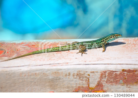 Formentera lizard Podarcis pityusensis formenterae Formentera lizard Podarcis pityusensis formenterae 130489044