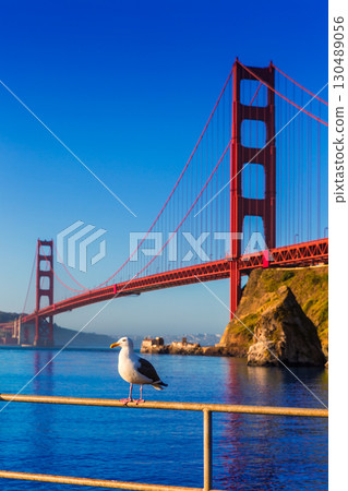 San Francisco Golden Gate Bridge seagull California San Francisco Golden Gate Bridge seagull California 130489056
