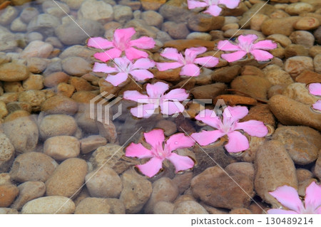 Oleander pink flowers floating in natural freshwater 130489214