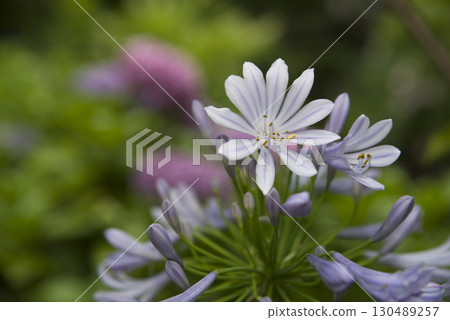 agapanthus(紫太子蘭)的花朵盛開。學名是Agapanthus。 agapanthus(紫太子蘭)的花朵盛開。學名是Agapanthus。 130489257