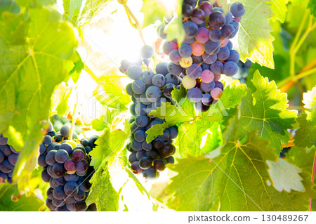 Bobal Wine grapes in vineyard raw ready for harvest Bobal Wine grapes in vineyard raw ready for harvest 130489267