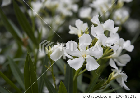 Oleander (scientific name: Nerium oleander var. indicum) flower 130489285