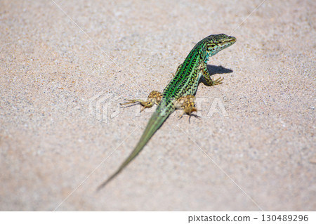 Formentera lizard Podarcis pityusensis formenterae Formentera lizard Podarcis pityusensis formenterae 130489296