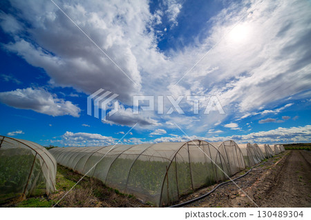 Greenhouse with chard vegetables under dramatic blue sky 130489304