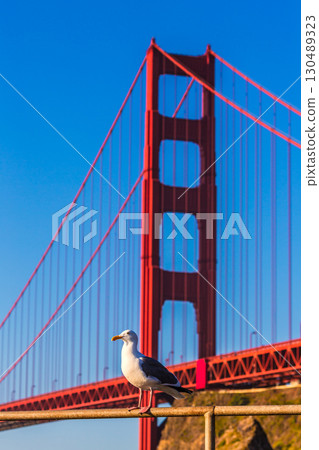 San Francisco Golden Gate Bridge seagull California San Francisco Golden Gate Bridge seagull California 130489323