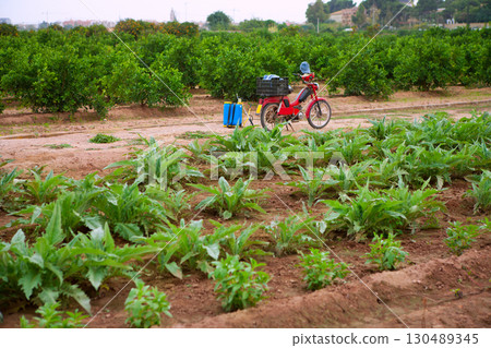 Godella Valencia field smallholding traditional agriculture Godella Valencia field smallholding traditional agriculture 130489345