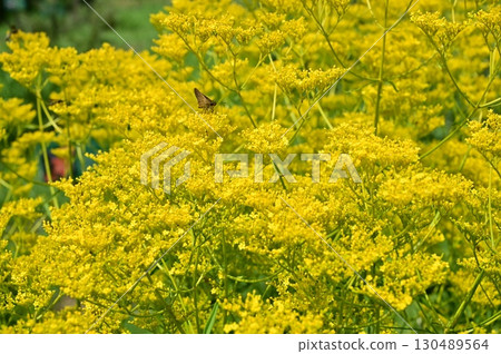 Yellow flowers of the Caprifoliaceae (Caprifoliaceae) Yellow flowers of the Caprifoliaceae (Caprifoliaceae) 130489564