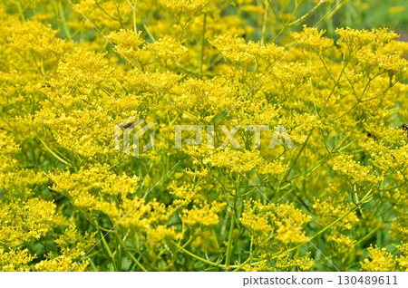 忍冬科(Caprifoliaceae)的黃色花朵 忍冬科(Caprifoliaceae)的黃色花朵 130489611