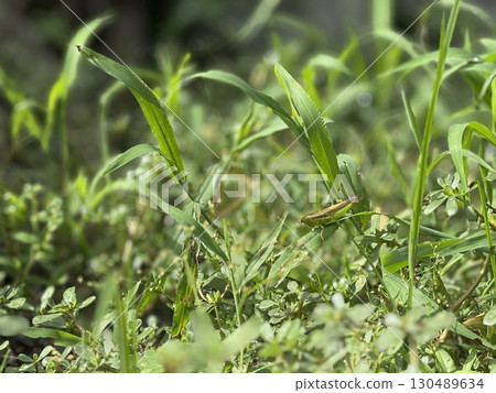 A small locust standing in the grass A small locust standing in the grass 130489634