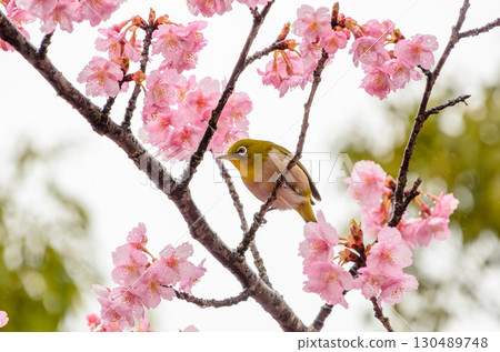 A Japanese white-eye standing on a cherry blossom branch 130489748