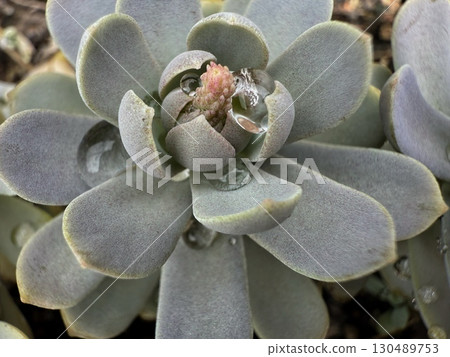 A transparent droplet of water in the center of a succulent plant A transparent droplet of water in the center of a succulent plant 130489753