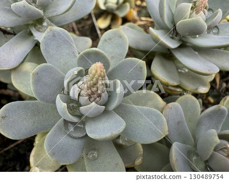 A cluster of succulents and new shoots moistened by water droplets A cluster of succulents and new shoots moistened by water droplets 130489754