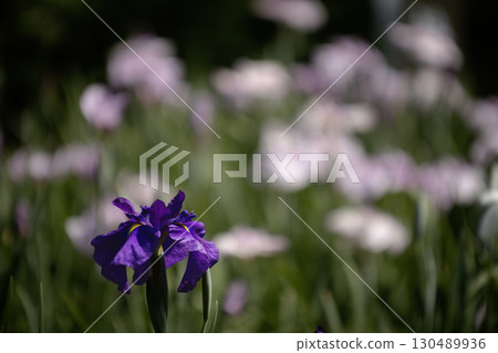 Rainy season flowers, irises in bloom -5 130489936