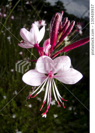 Pink gaura flowers are in bloom. Scientific name Oenothera lindheimeri Pink gaura flowers are in bloom. Scientific name Oenothera lindheimeri 130489937