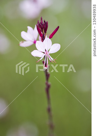 粉紅色的高拉花盛開。學名 Oenothera lindheimeri 粉紅色的高拉花盛開。學名 Oenothera lindheimeri 130489938
