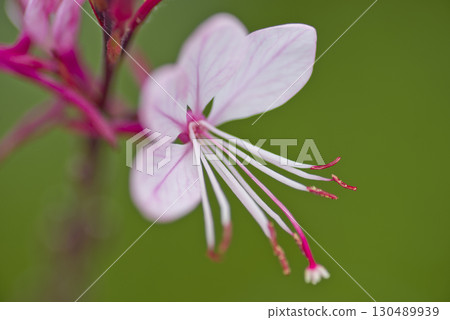 Pink gaura flowers are in bloom. Scientific name Oenothera lindheimeri Pink gaura flowers are in bloom. Scientific name Oenothera lindheimeri 130489939