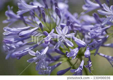 The flowers of agapanthus (purple prince orchid) are in bloom. The scientific name is Agapanthus. The flowers of agapanthus (purple prince orchid) are in bloom. The scientific name is Agapanthus. 130490036