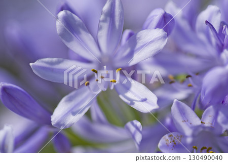 agapanthus（紫太子蘭）的花朵盛開。學名是Agapanthus。 130490040