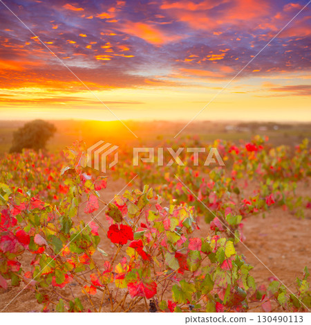 Autumn golden red vineyards sunset in Utiel Requena Autumn golden red vineyards sunset in Utiel Requena 130490113