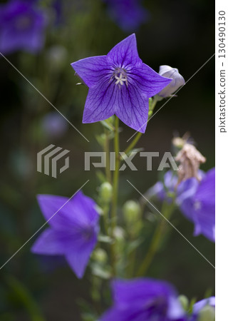 紫色風鈴草花盛開。學名是Platycodon grandiflorus。 紫色風鈴草花盛開。學名是Platycodon grandiflorus。 130490130
