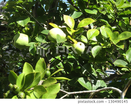 Quince and guava Quince and guava 130490145